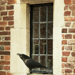 Storm Crow 2