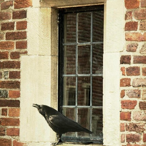 Storm Crow 2