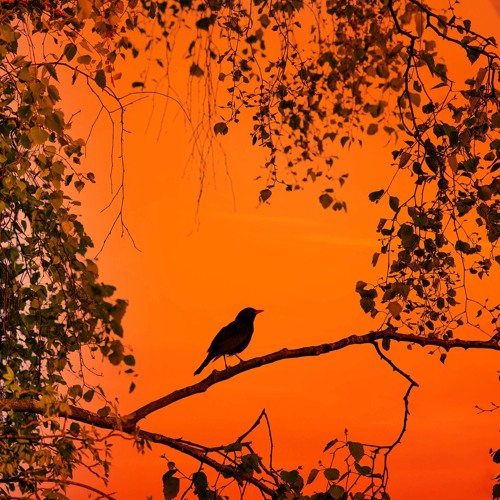 Stream episode Blackbird roosting calls by Birdsong Academy podcast