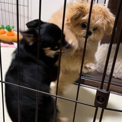 嘘ばっか feat.三雲 (Prod.saint urya)