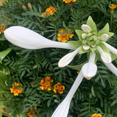 샬롯의 거미줄 읽다가