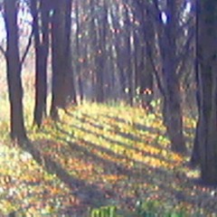 Интоксикация навозом