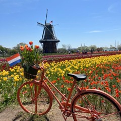 Hollandse fissa🍺🧀