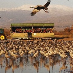 אנפה F diez minor kmo anafa