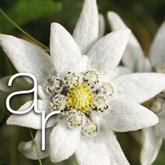 Edelweiss