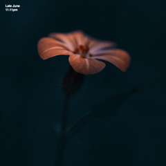 11:11pm