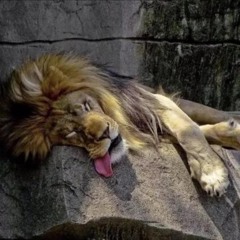 LIONSFOOD(PROD shhhhh)