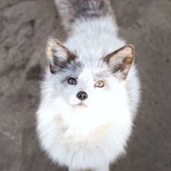 君はliar remix ver.1