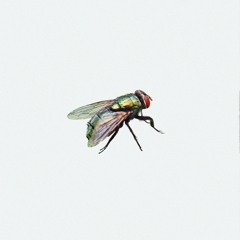 JUMPFLY, THE BIRD OF PREY