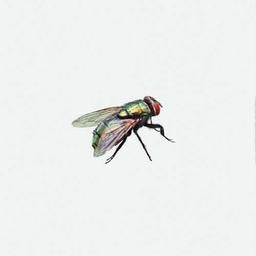 WINGED