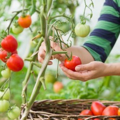 Hollands Kabaal - Tomatenplukkers