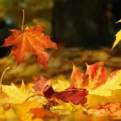 ORANGE J START TO FALL feat. Brkilla