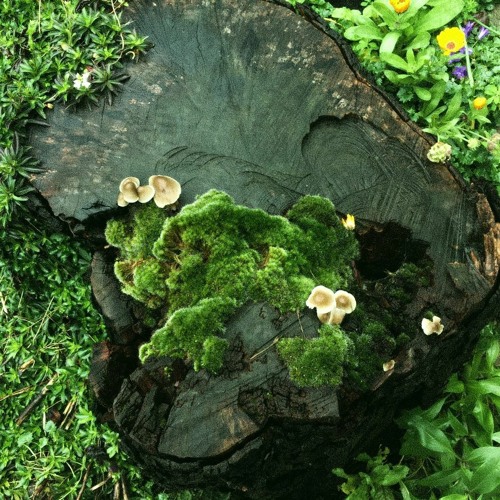 tree creatures