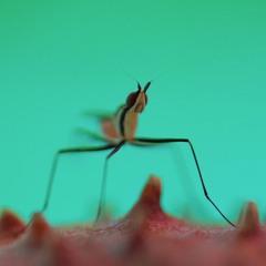 Sedroïd - The Real Deep Down You