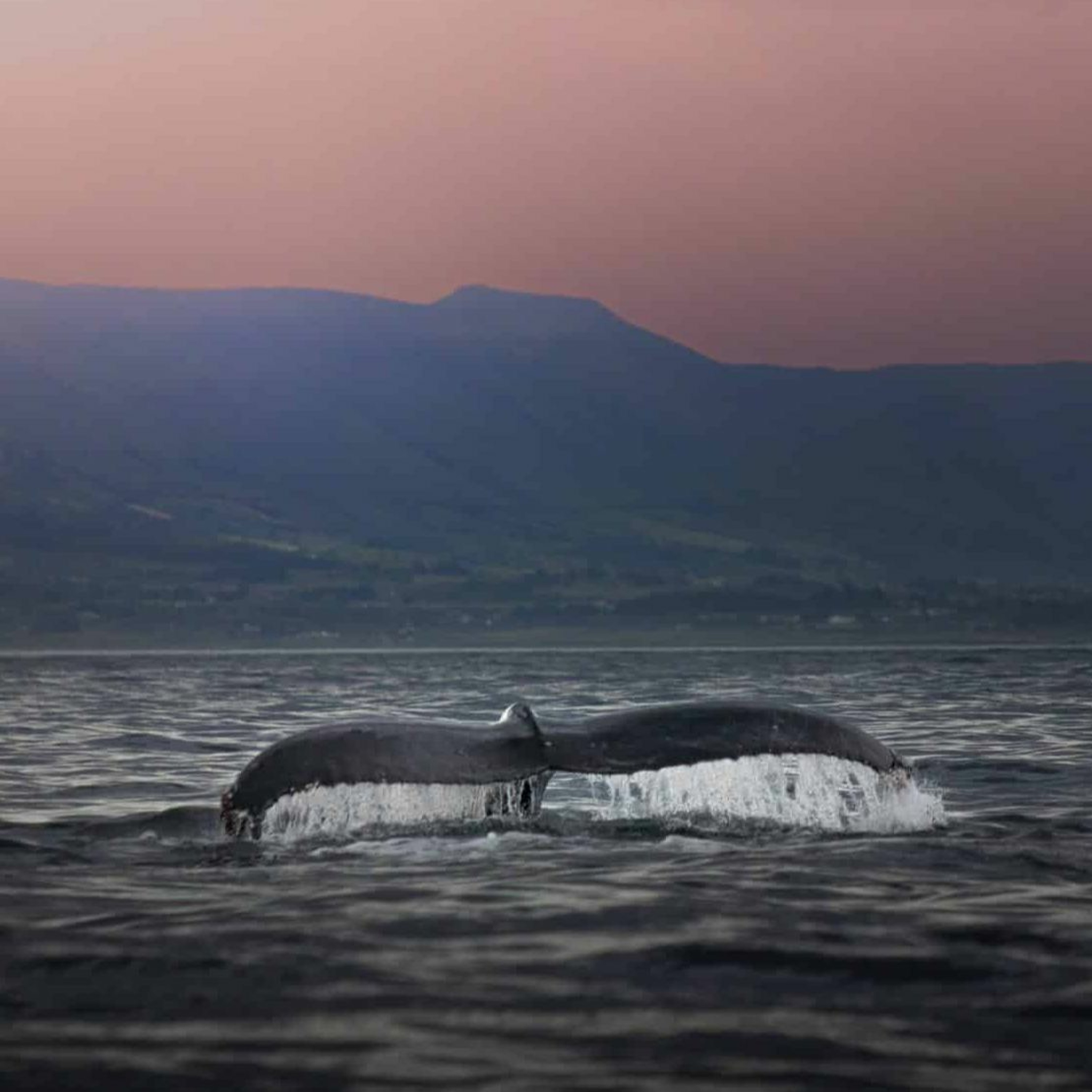 Peche en irlande