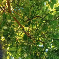 Sonidos de la Naturaleza y Urbanos, debajo de un joven y tupido sauce. [FsHYKUUfJcI]