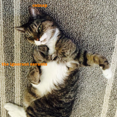 cat nap