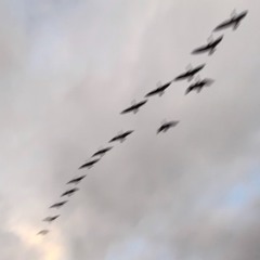 Brb