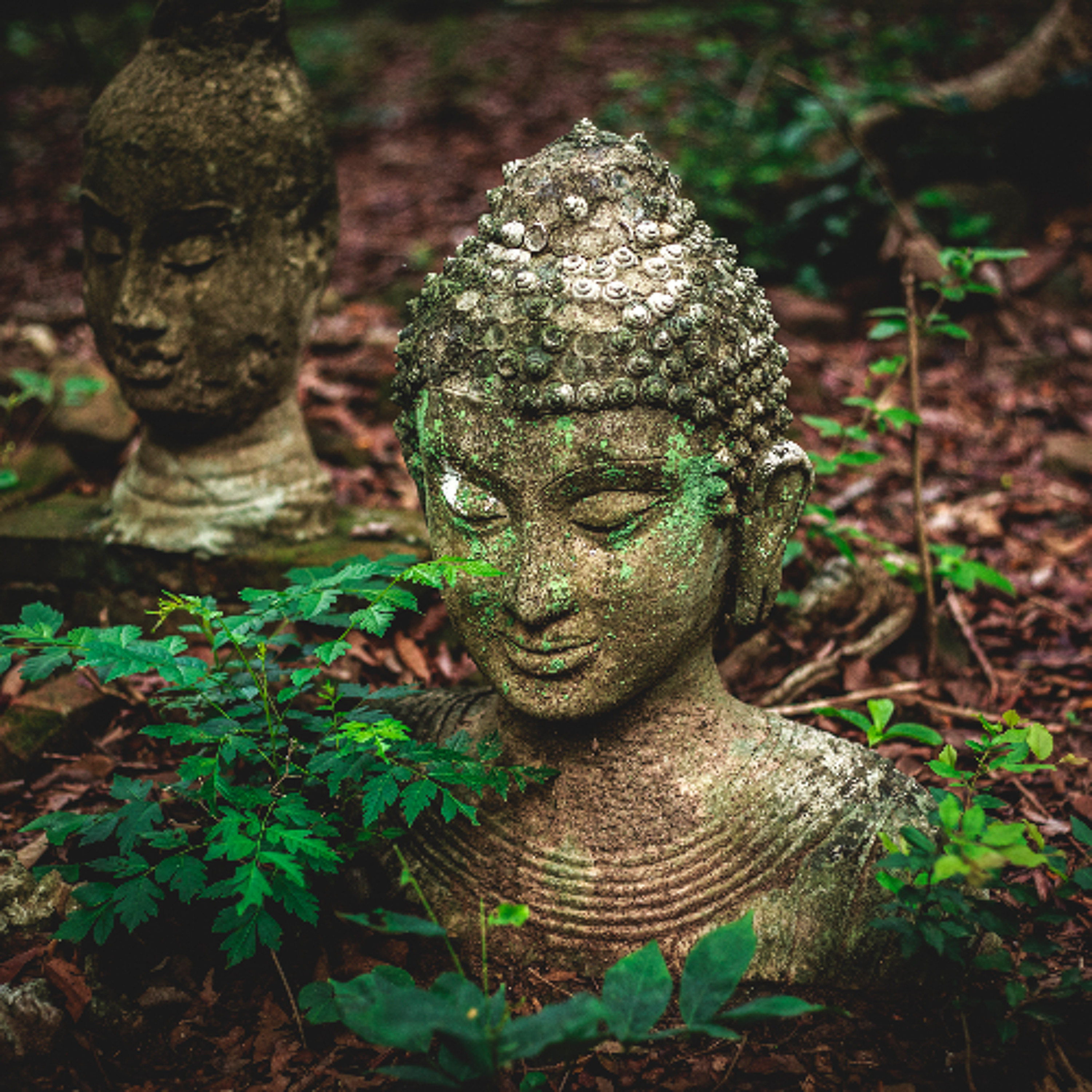 Associazione Kalyanamitta: Meditazione, Mindfulness, Buddhismo