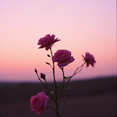 You gave me pink roses
