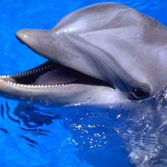 Dolphin (demo #4)