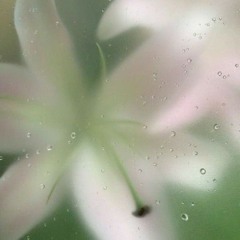 the last song - camera obscura (cover)