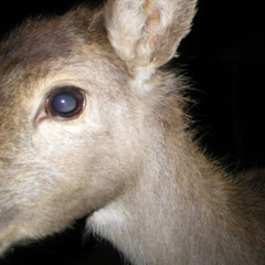deer run