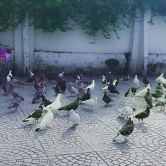 Pigeons AS-MIX