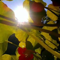 Vilkin - Eksootika (02-03-2020)