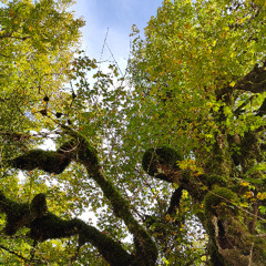 El Latido del Arbol