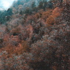 Trees Are Crying