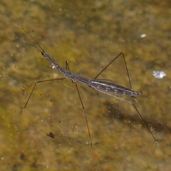 Idrometra