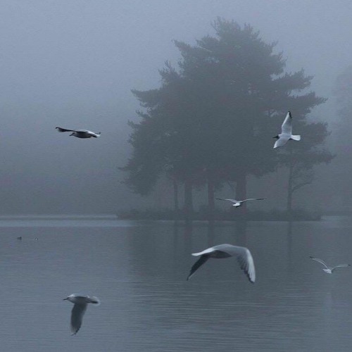 semmmyq, shinra - untitled (prod. northeast lights x shinju)