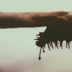 Early Bird w/ Ben Clifford & Frankie Cosmos