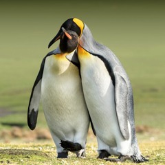 The Penguin Show (Episode 064) - Guest Mix VLT