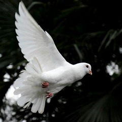 peace