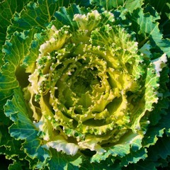 Daryl I'm Sorry We Threw Cabbages In Your Mum's Pond