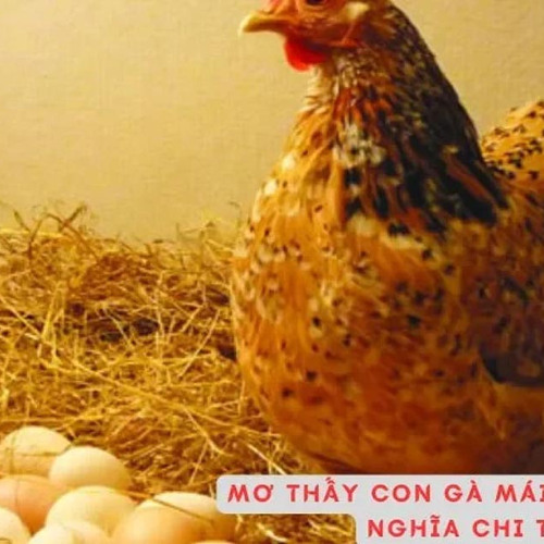 Gà Mái Số Mấy – Khám Phá Ý Nghĩa, Phong Thủy và Thực Tiễn