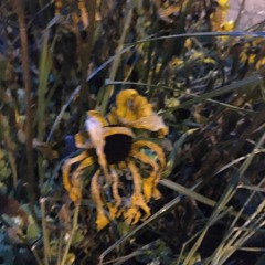 I Grew Towards Your Love Like A Flower Towards The Sun