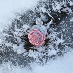 Frost Flower (서리 꽃)