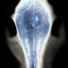 Pushlock - Stuck In A Cell | XM013