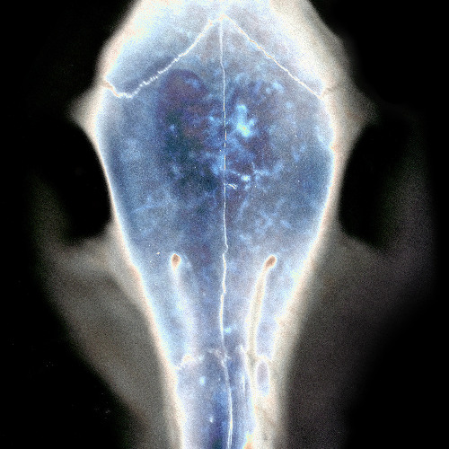 Pushlock - Stuck In A Cell | XM013