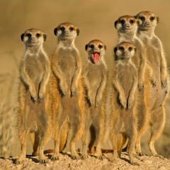 Tunez To Make The Niggers Meerkat.