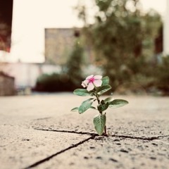 Concrete Flowers (Instrumental)