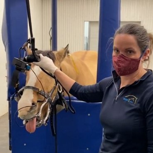 Stream The Science Behind Equine Dental Lights Transforming Horse Oral
