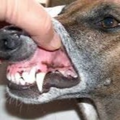 Blnk_45 x VinnyOneSock - Fingerless Dogmouth