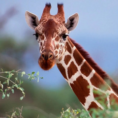 Superpowered Giraffe Ears