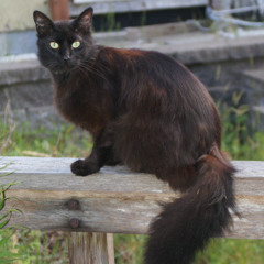 El Gato Returns