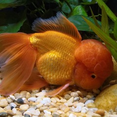 can’t have you [coldwntr cover]