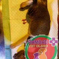0817-273-670 Klinik Hewan Serpong Utara Tangerang Selatan, Rambad Vet Clinic